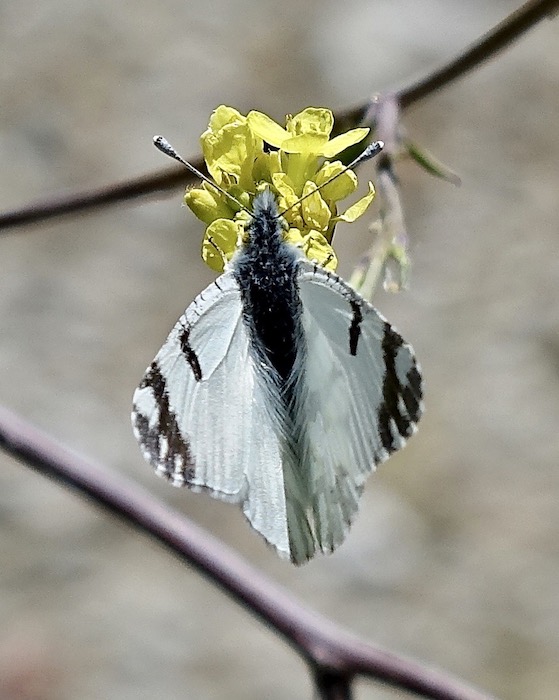 eastern dappled white